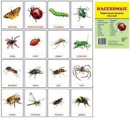 Насекомые. Набор из 16 карточек 63*87 мм