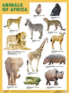 Animals of Africa.  .  440x590 