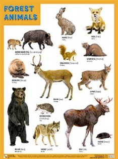 Forest Animals.  .  440x590 