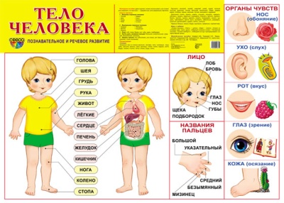 Тело человека Плакат А2