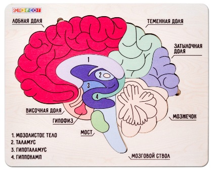 �������� ����. ����