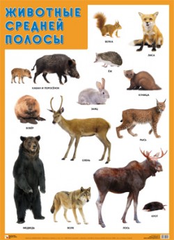 Животные средней полосы. Плакат